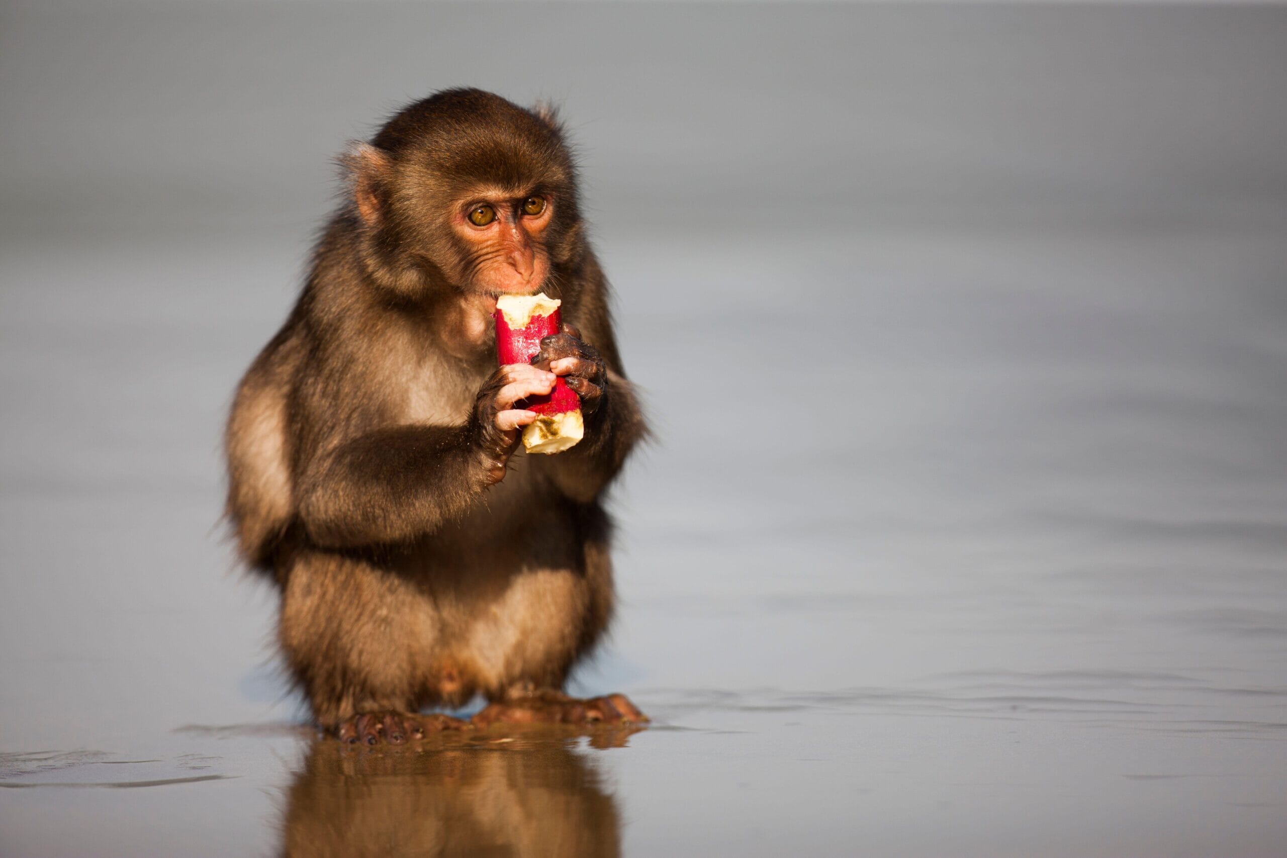 Macaque-potato-Imo-scaled